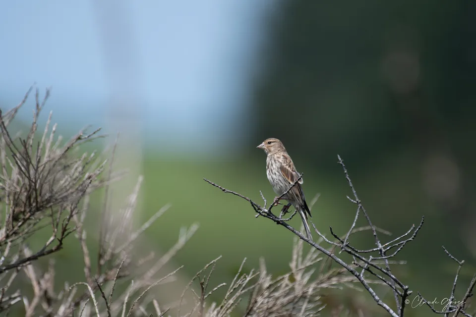 Linotte mélodieuse
