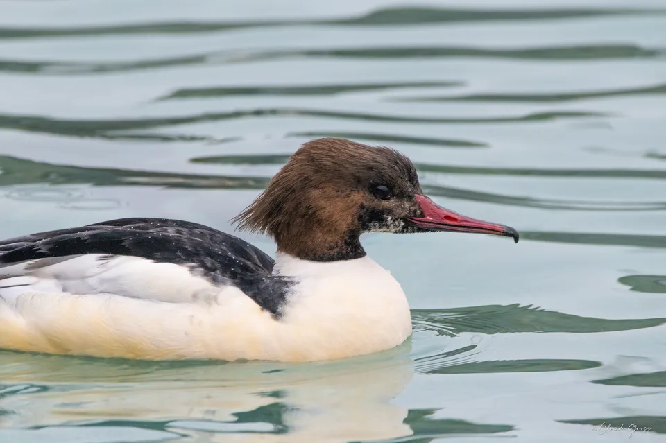 Harle bièvre ♂