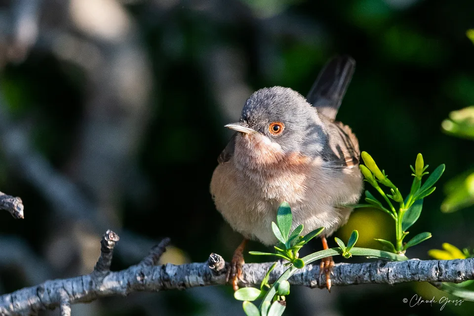 Fauvette passerinette