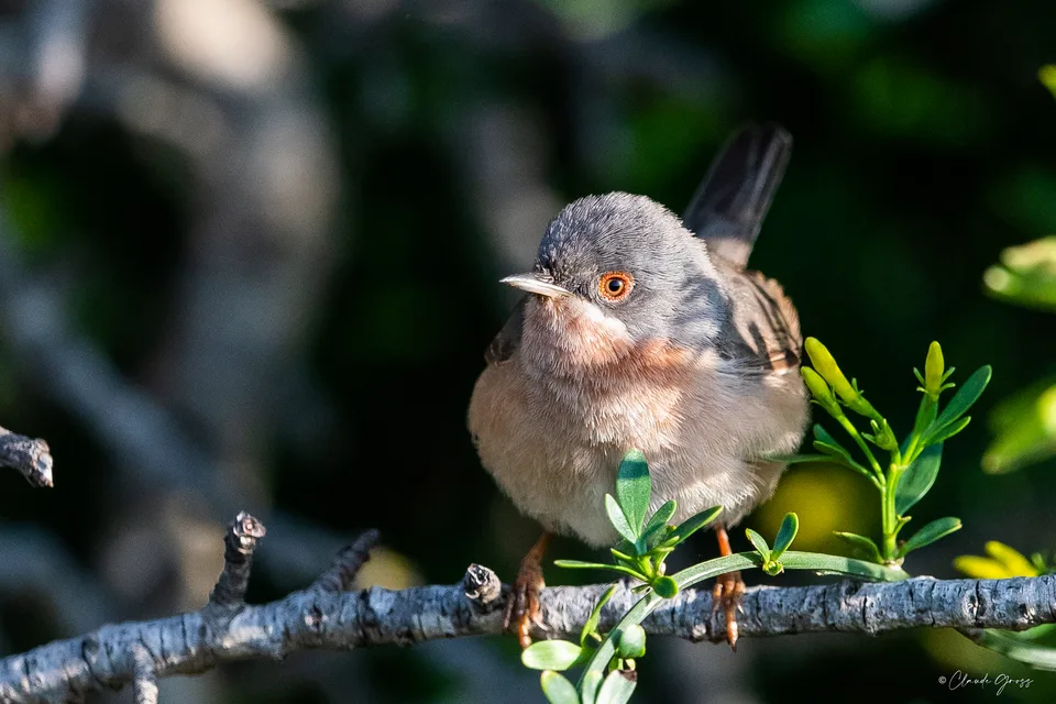 Fauvette passerinette