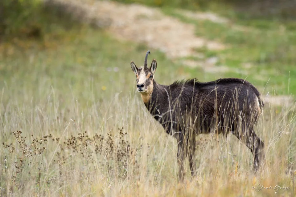 Chamois