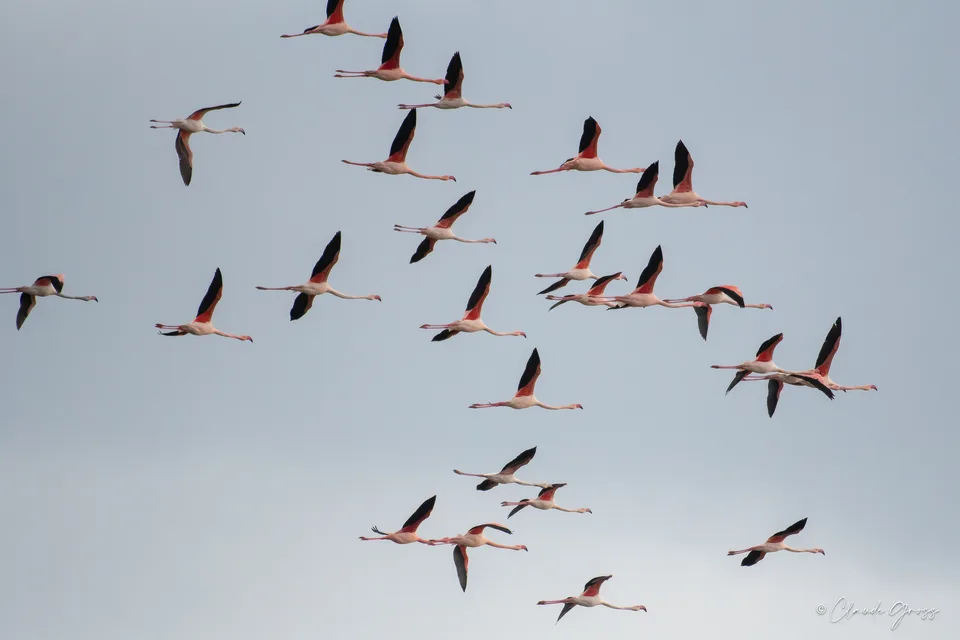 Flamant rose