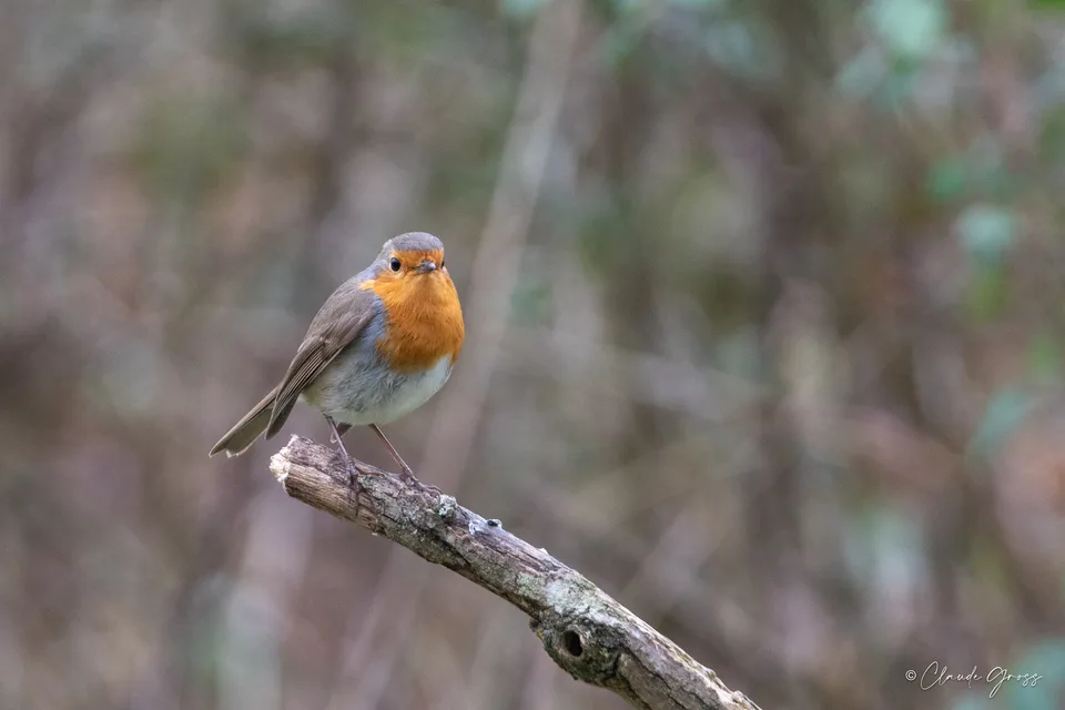 Rougegorge familier