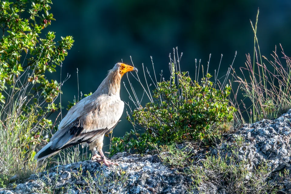 Vautour percnoptère