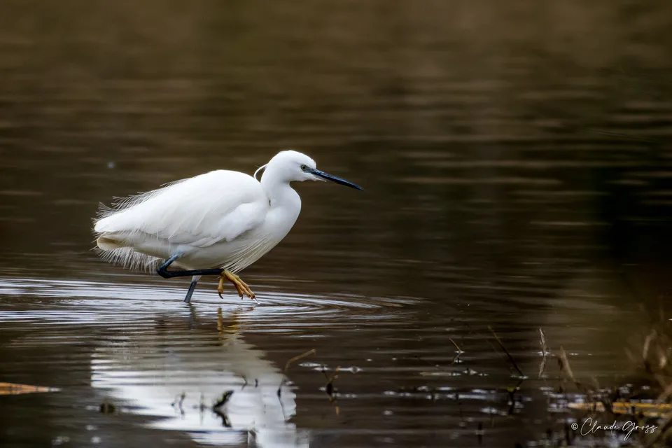 Aigrette garzette