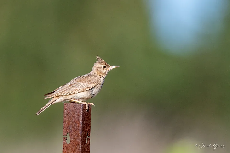 Cochevis huppé