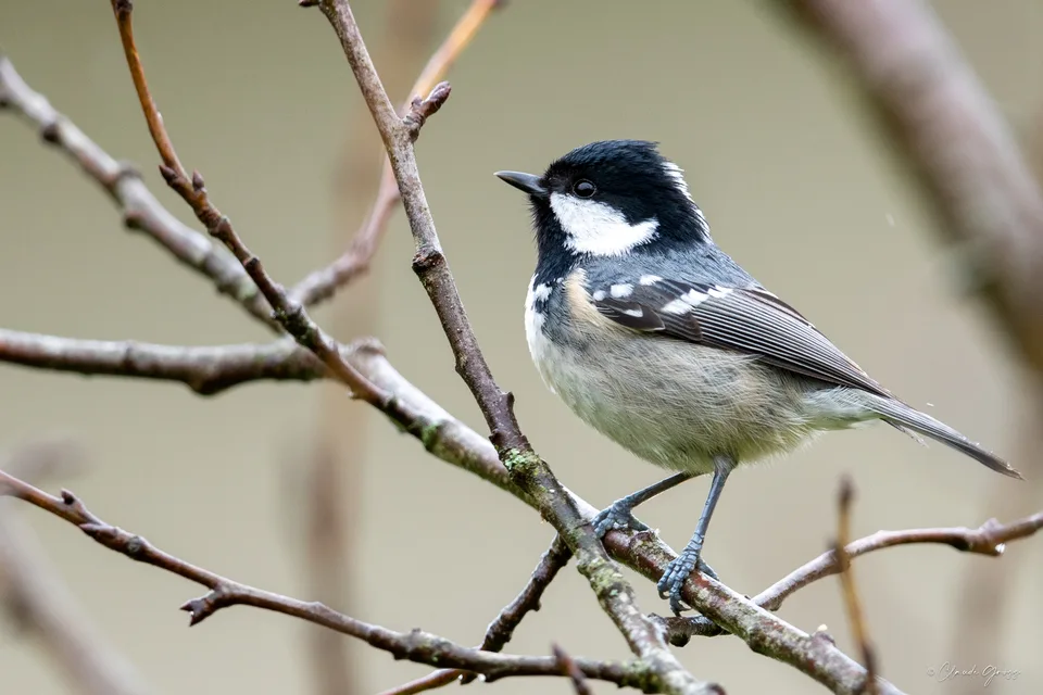 Mésange noire