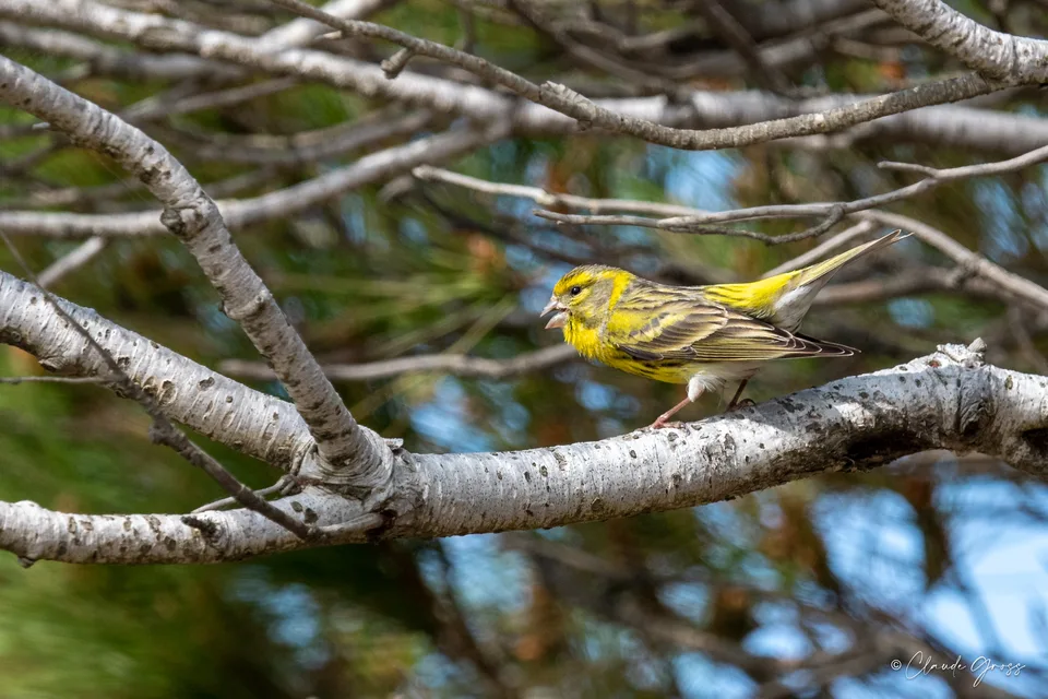 Serin cini
