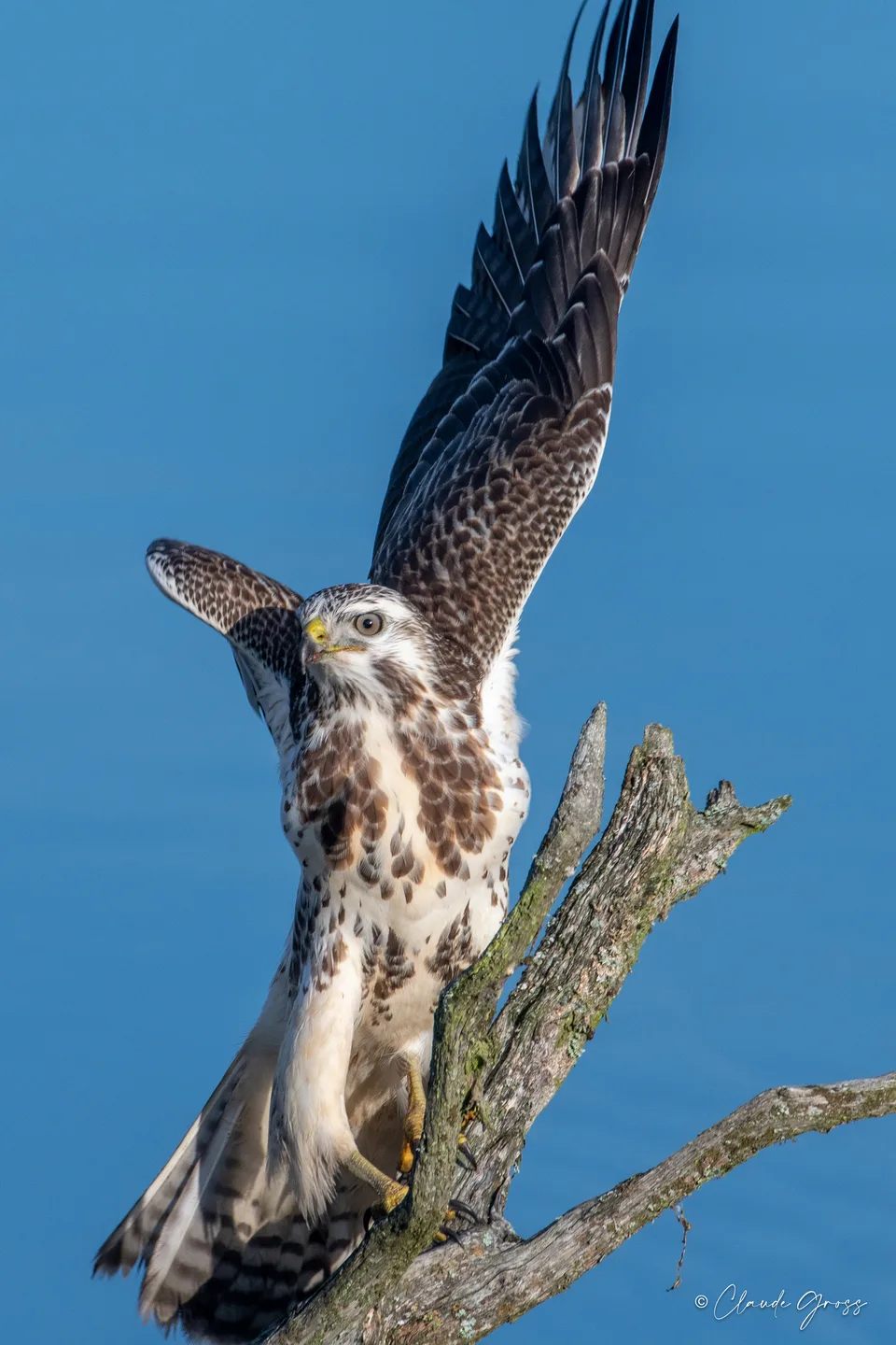 Buse variable
