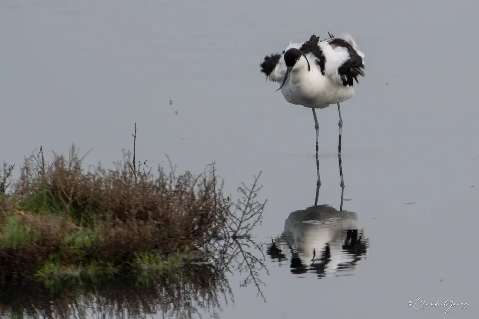 Avocette élégante