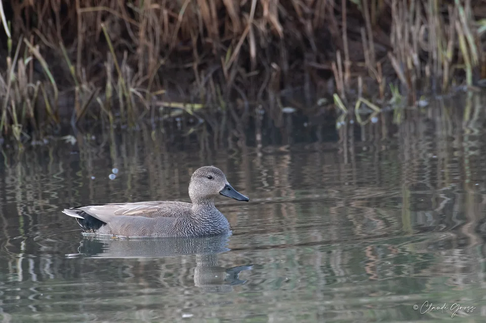 Canard chipeau