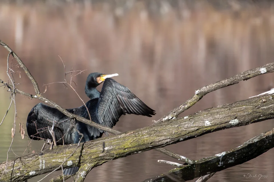 Grand cormoran