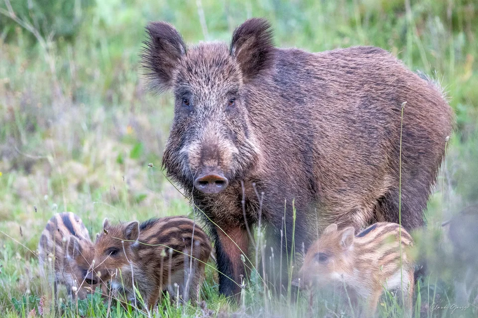 Sanglier