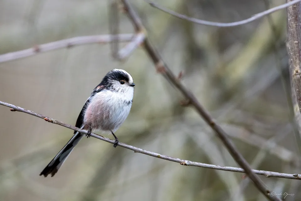 Mésange à longueue queue