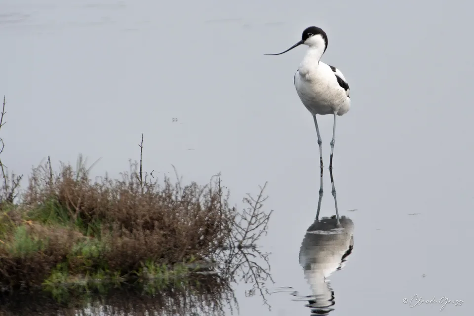 Avocette élégante
