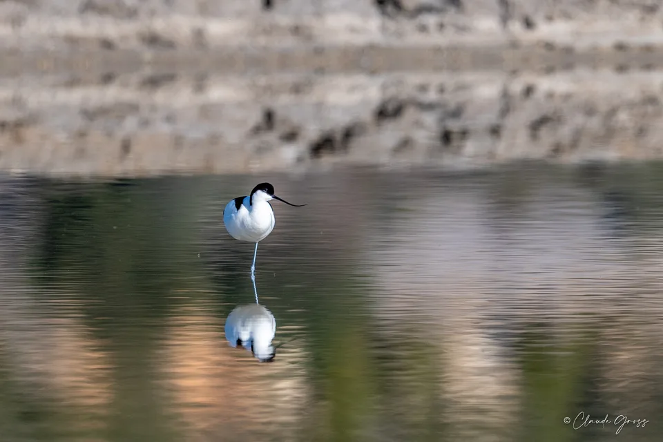 Avocette élégante