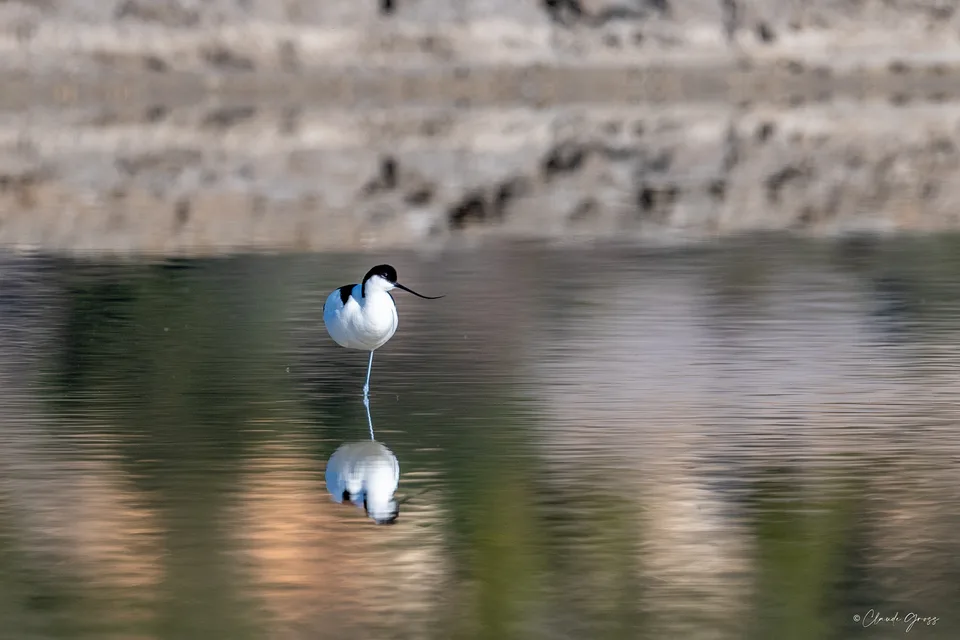 Avocette élégante