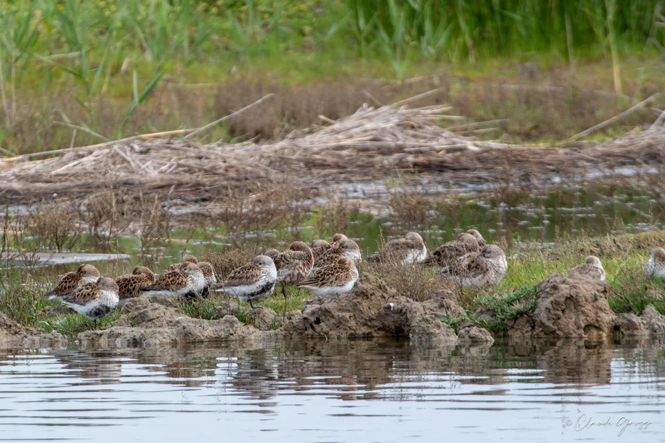 Bécasseau variable