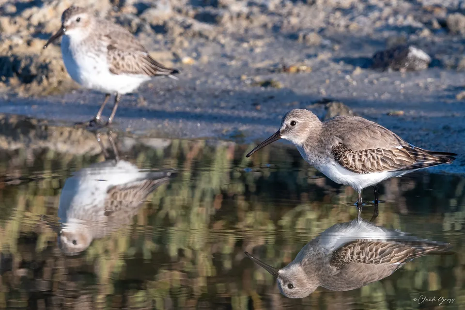 Bécasseau variable