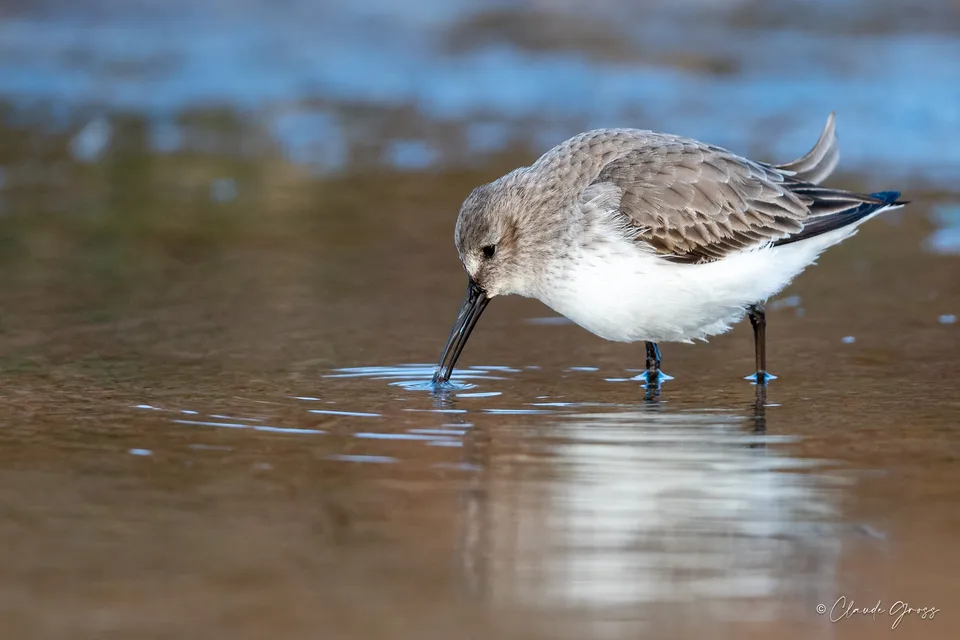 Bécasseau variable