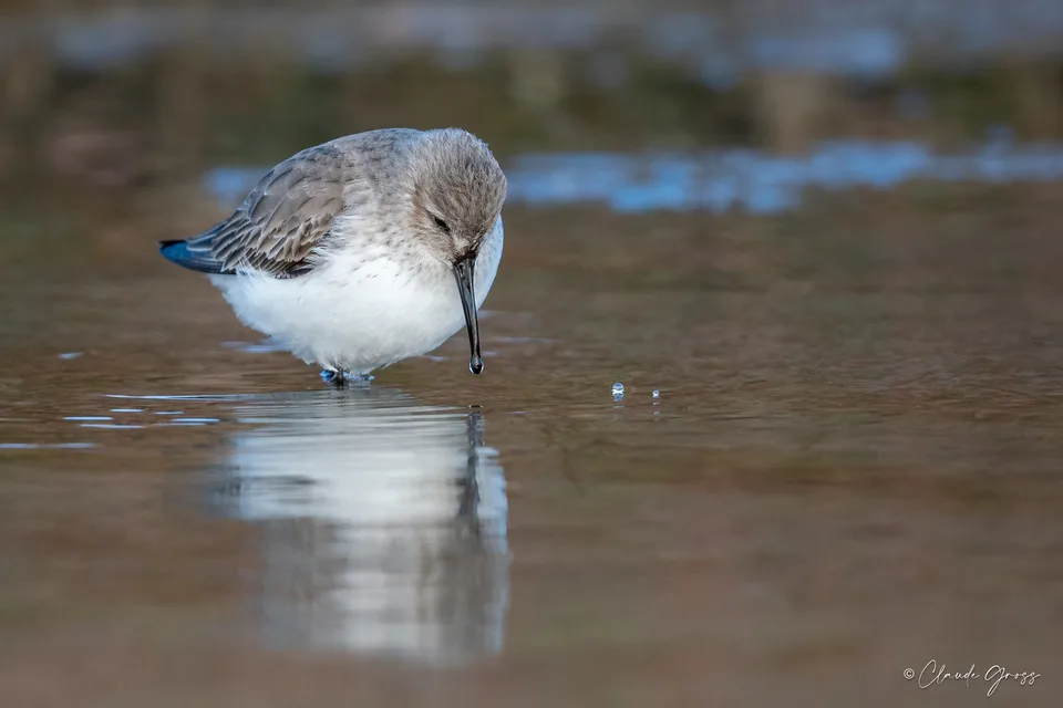 Bécasseau variable