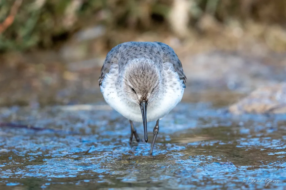 Bécasseau variable