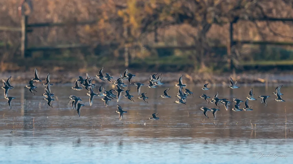 Bécasseau variable