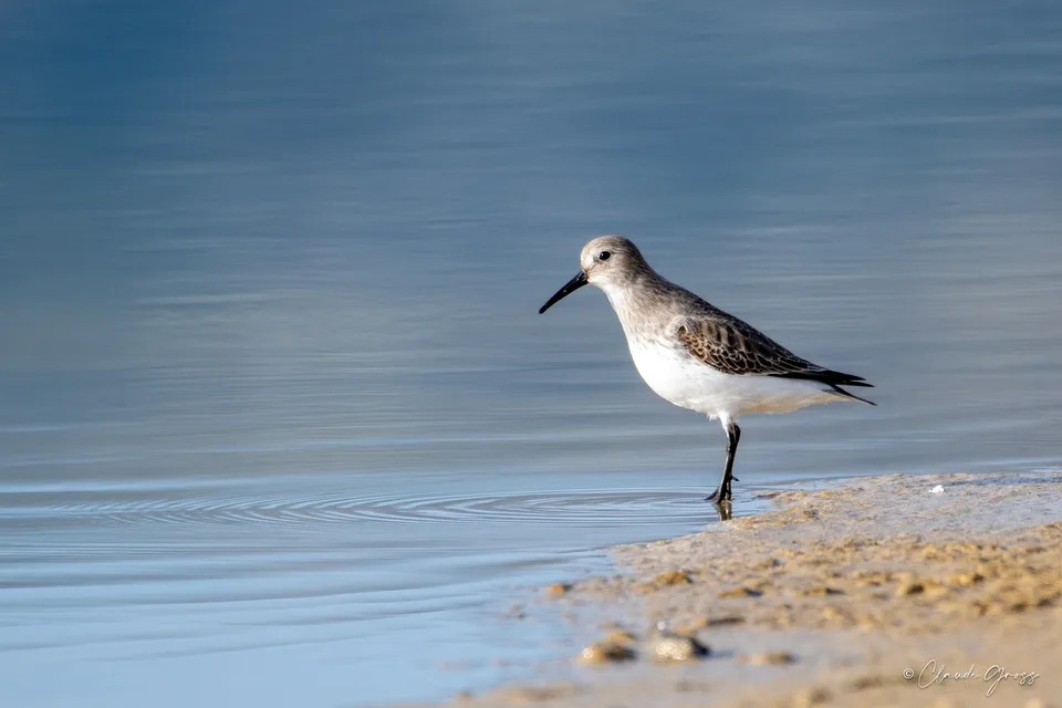 Bécasseau variable