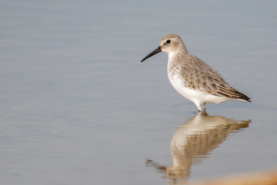 Bécasseau variable
