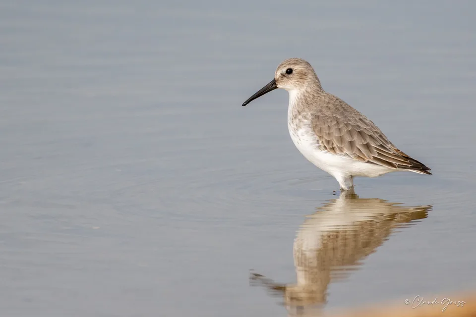 Bécasseau variable