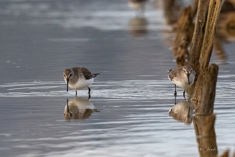 Bécasseau variable