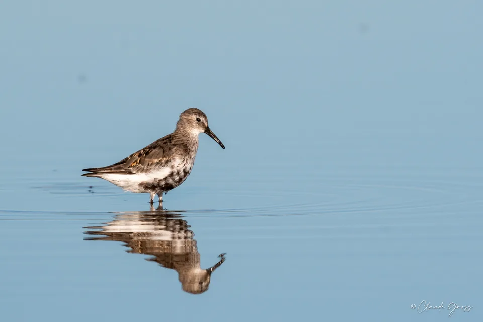 Bécasseau variable