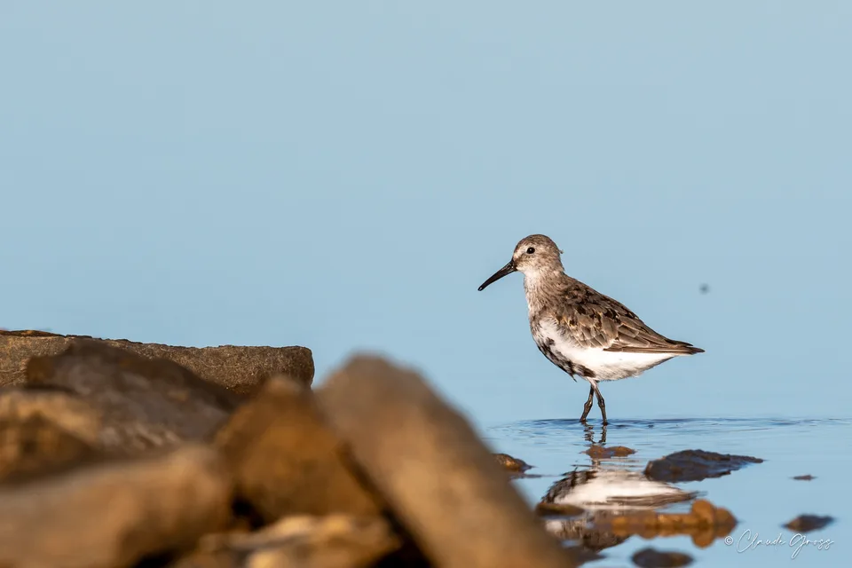 Bécasseau variable