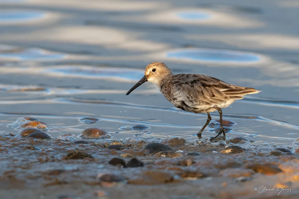 Bécasseau variable