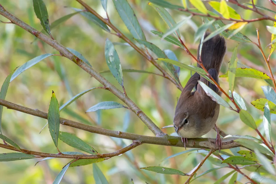 Bouscarle de Cetti