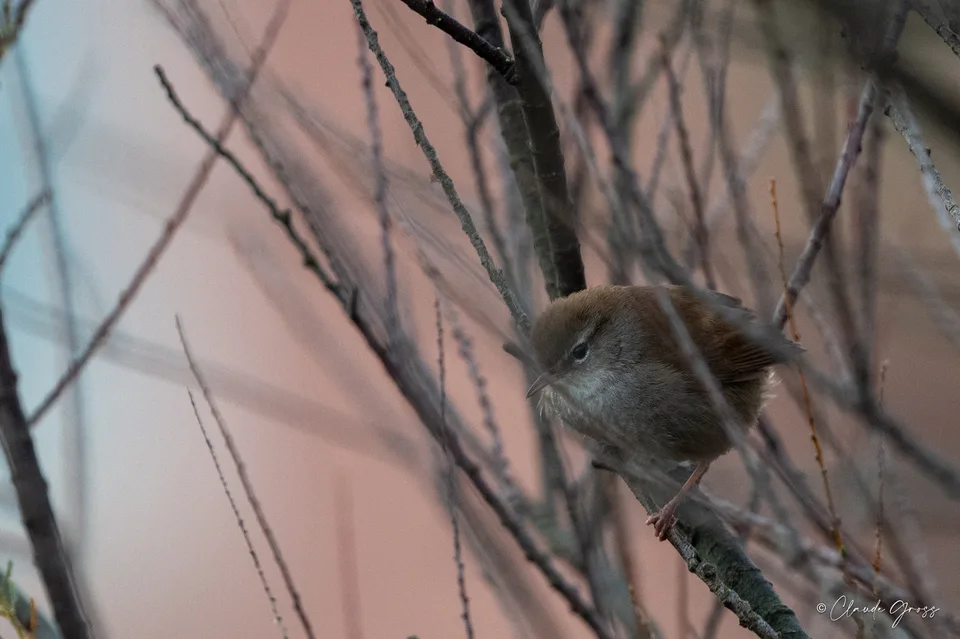 Bouscarle de Cetti