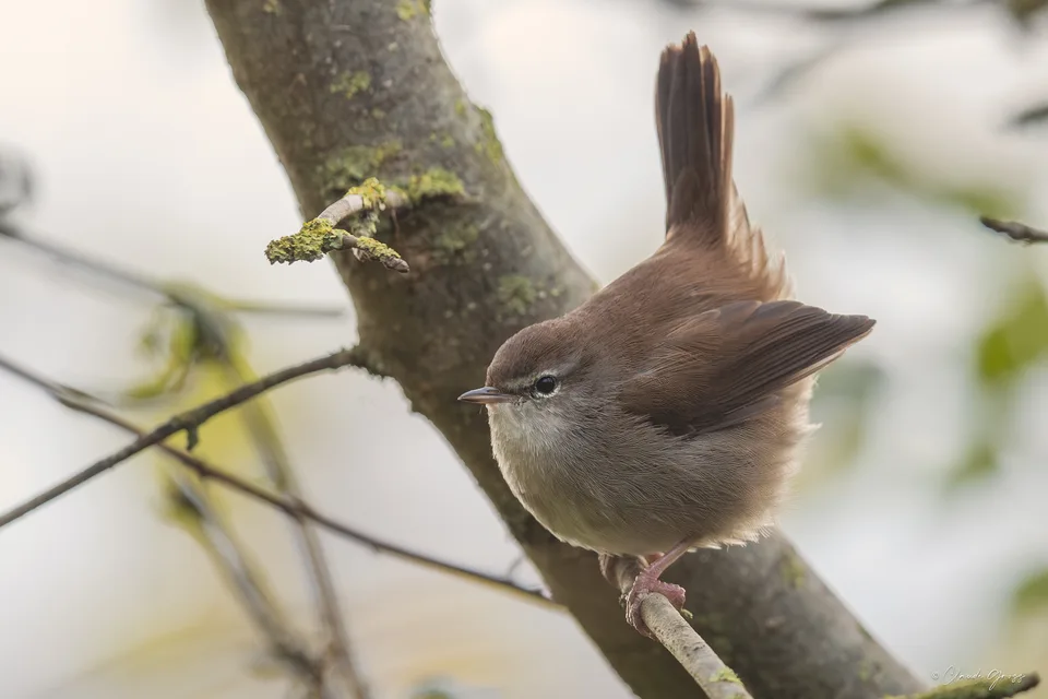 Bouscarle de Cetti