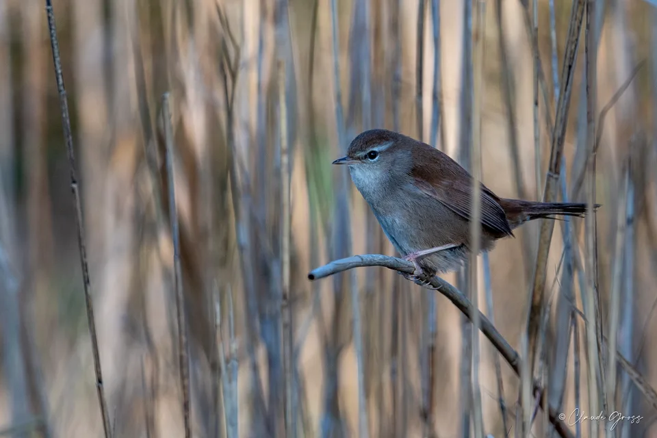 Bouscarle de Cetti