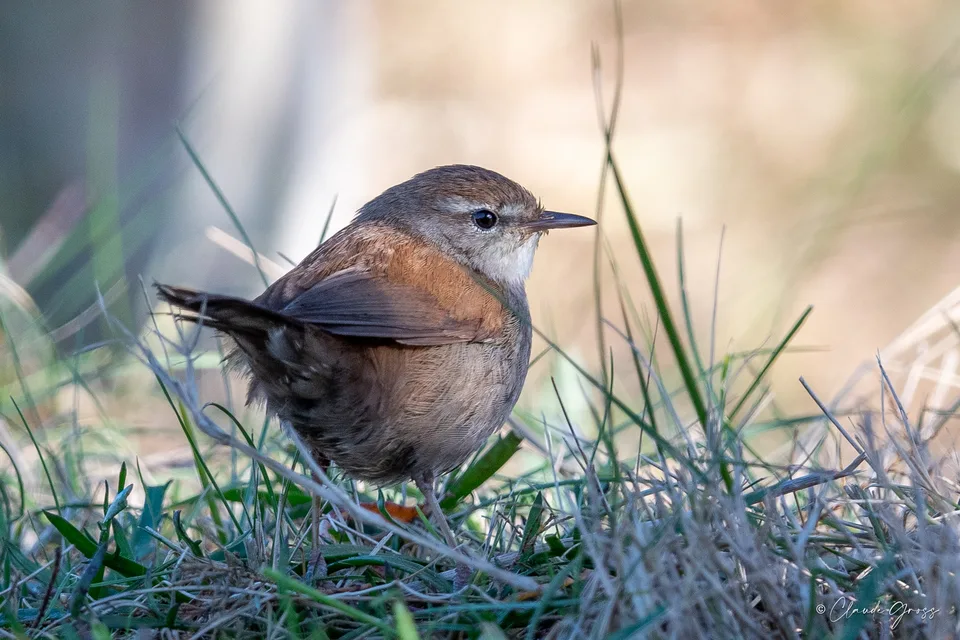 Bouscarle de Cetti