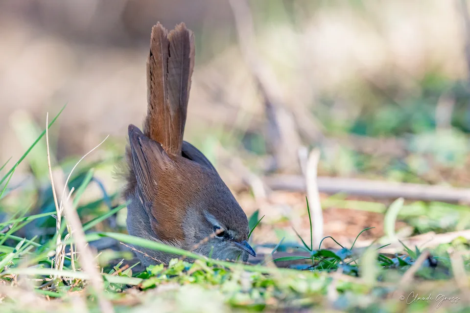 Bouscarle de Cetti