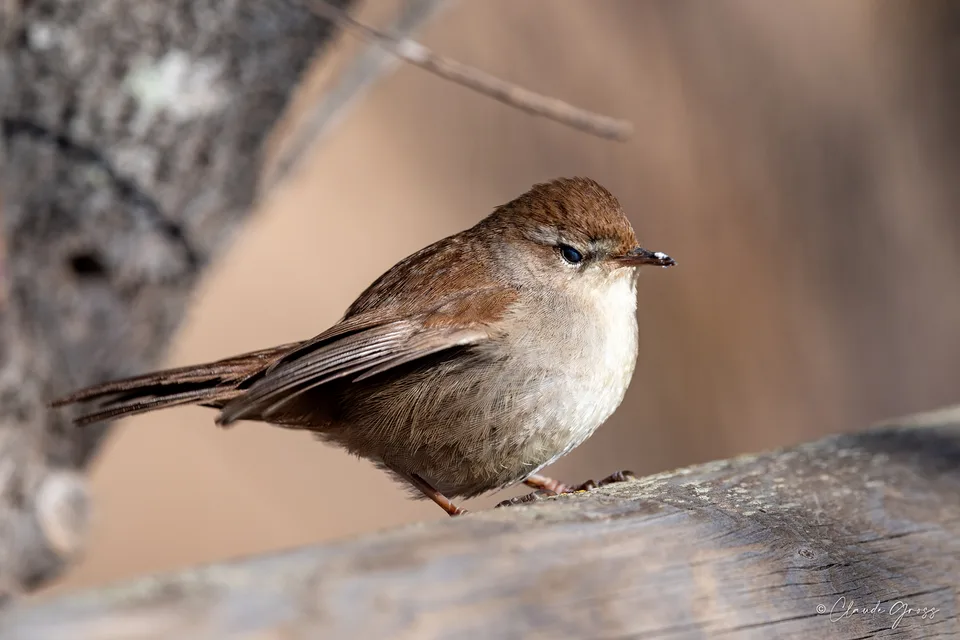 Bouscarle de Cetti