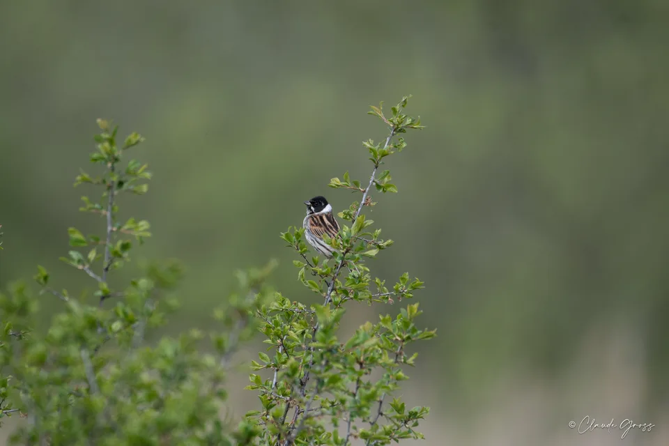 Bruant des roseaux