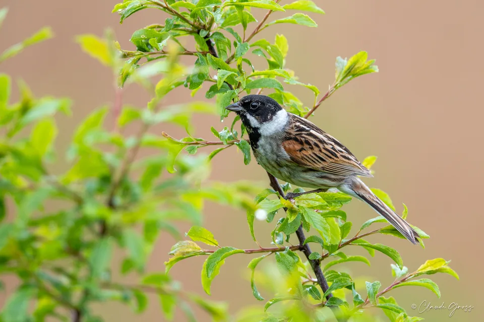 Bruant des roseaux