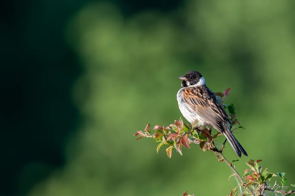 Bruant des roseaux