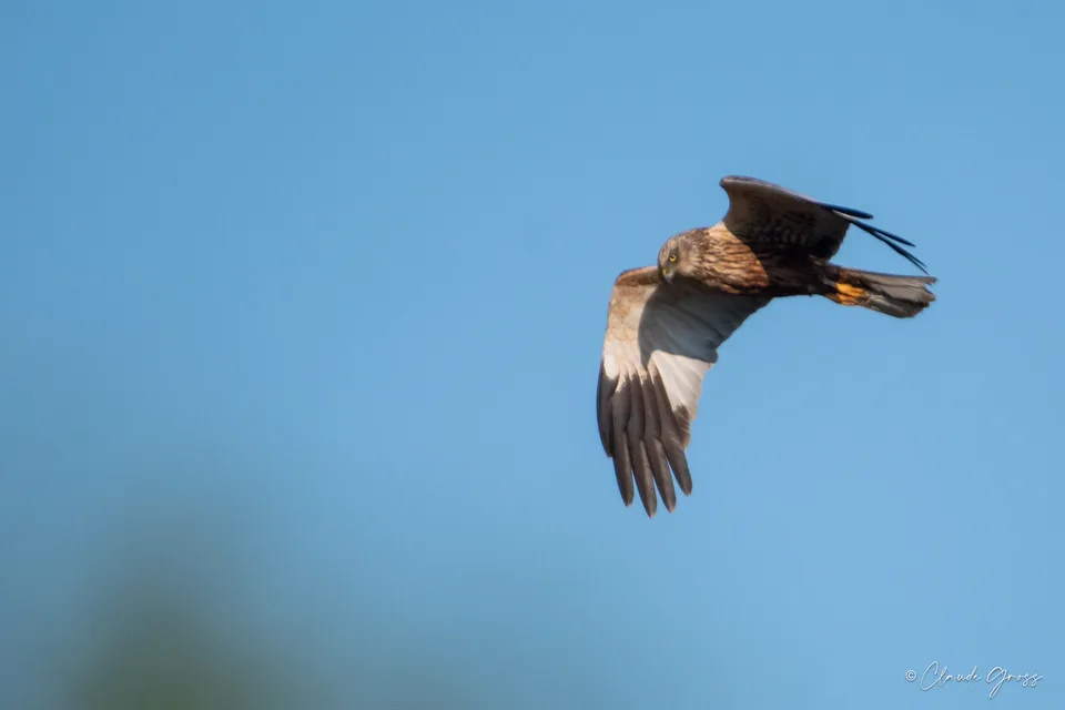 Busard des roseaux