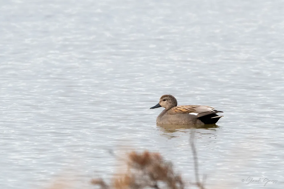 Canard chipeau