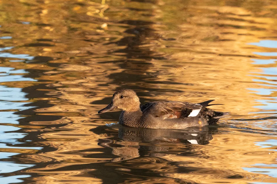 Canard chipeau