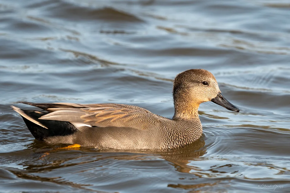 Canard chipeau