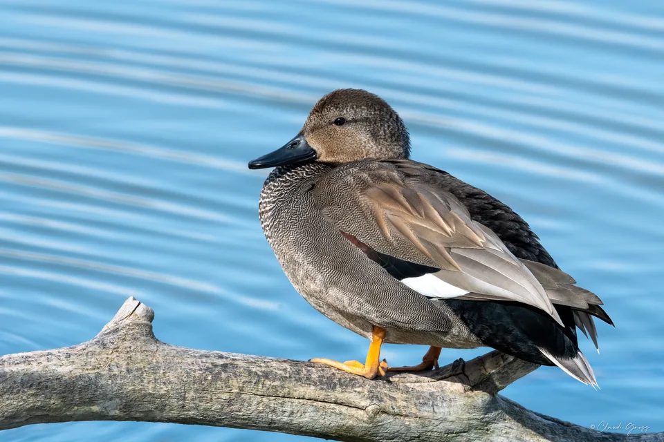 Canard chipeau