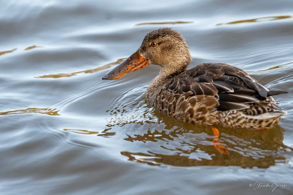 Canard souchet